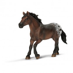 Appaloosa Hengst