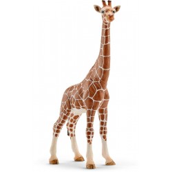 Giraffenkuh