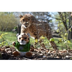 Gepard mit Allwetterzoo-Hoody