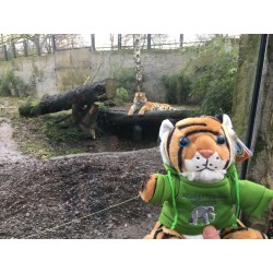 Tiger mit Allwetterzoo-Hoodie