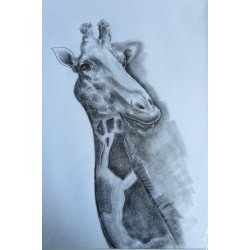 Zeichnung Giraffe von Omar...