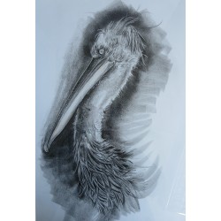 Zeichnung Pelikan von Omar...